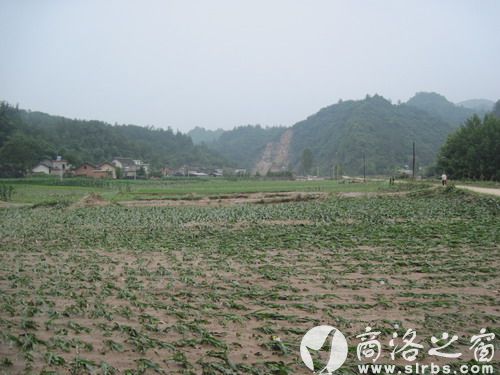 農(nóng)作物受災(zāi)920公頃，其中：絕收210公頃，水毀河堤72公里、耕地210公頃，灌渠24公里，自來水管線180公里。圖為趙