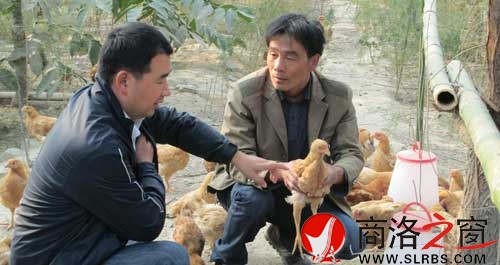 茹遠美（右）向副鎮(zhèn)長陳民生介紹養(yǎng)雞情況。