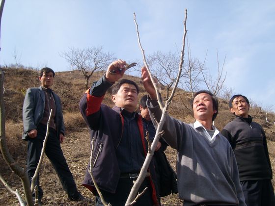 開展果樹嫁接、修剪等技術(shù)培訓(xùn).JPG