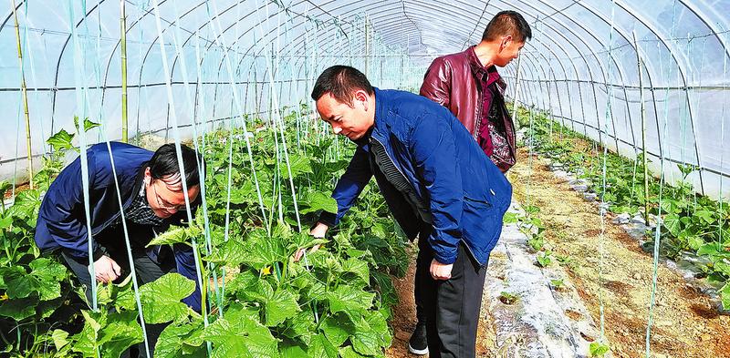 實(shí)干墾出致富路 善為綻放幸?；?>
        <div   id=