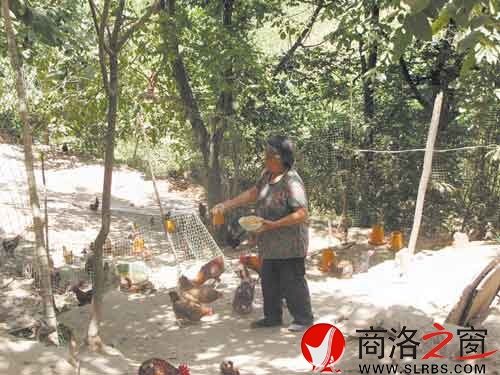 在新一輪扶貧開發(fā)中，我市不少農(nóng)戶都將林下養(yǎng)殖作為發(fā)展項(xiàng)目。